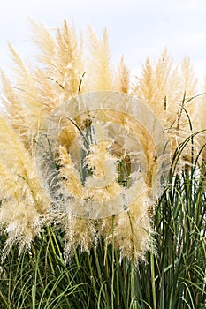 Feathery grass background outdoor