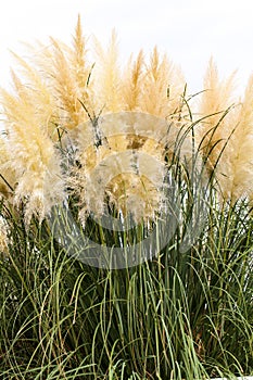 Feathery grass background outdoor