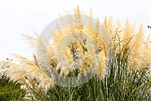 Feathery grass background outdoor photo