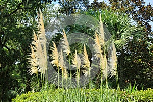 Feathery grasses green background