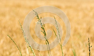 Feathery green inflorescence of wild grass