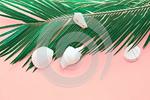 Feathery green palm leaf white sea shells on pink background. Summer tropical nautical creative concept. Poster banner for spa