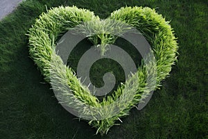 Feathery Heart grass. Generate Ai