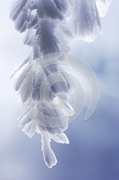 Feathery Icicles # 3