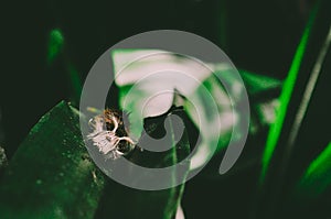 Feathery insect on leaf