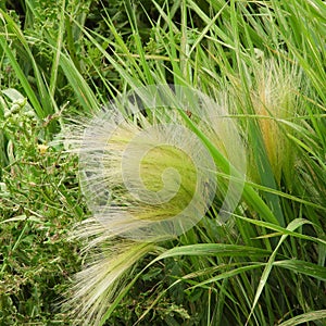 Feathery marsh grass found at Montezuma National Wildlife Refuge