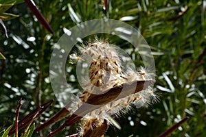 Feathery oleander seeds prepared to fly illuminated by morning light