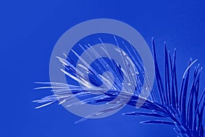 Feathery palm tree leaf in classic blue color on monochrome background