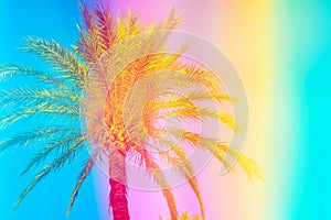 Feathery palm tree on sky background toned in vibrant saturated rainbow neon pastel colors. Surrealistic funky style. Tropical