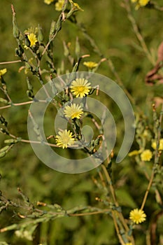 Feathery pappus and overblown flowers of Cirsium arvense also called creeping thistle