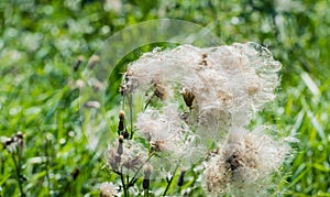 Feathery pappus and overblown flowers of Creeping