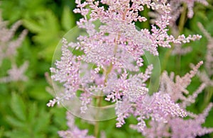 Feathery pink Astilbe flowers