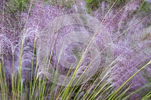 Feathery pink grass closeup with seeds visible