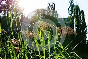 Feathery Plant Sunset Solar Flare Warm Outdoors Park