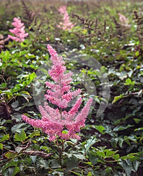 Feathery plumes of flowers of Astilbe plants in a Dutch flower nursery