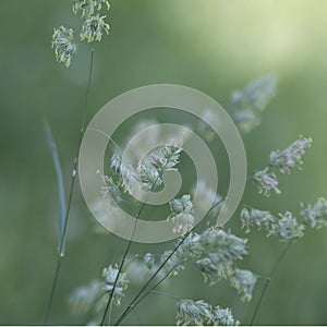 Feathery Reed Canary Grass Background