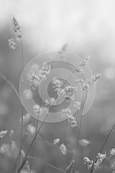 Feathery Reed Canary Grass Black and White