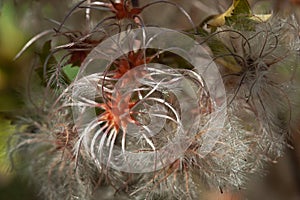 FEATHERY RIPE CLEMATIS SEEDS IN AUTUMN