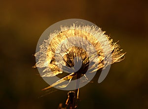 Feathery seed head of the Creeping Thistle