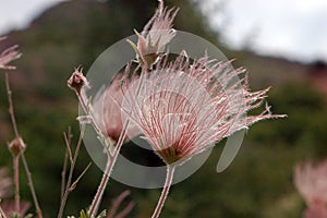 Feathery Seeds of Apache Plume