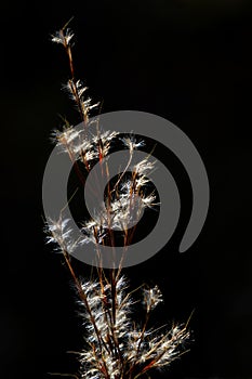 Feathery seeds on elegant black background