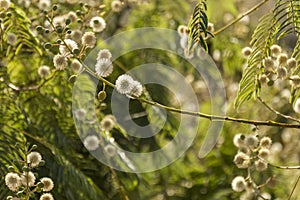 Feathery shrub with dandelion clocks in Oaxaca Mexico