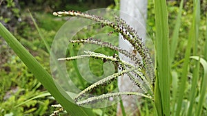feathery stigma sprouting around wild Paspalum dilatatum grass shoot stems.
