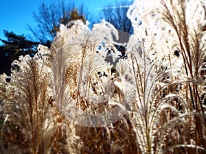Feathery tops of ornamental pampas grass ablaze glowing in direct sunlight