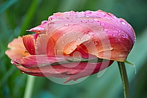 Feathery tulip under summer rain.