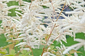 Feathery white Astilbe flowers