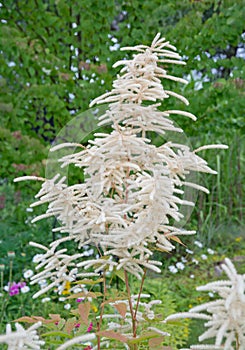 Feathery white Astilbe flowers