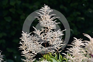 Feathery white flowers of goat`s beard or buck`s-beard Aruncus dioicus, perennial plant can be found in moist woodland and is