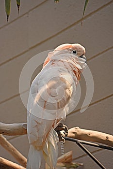 Feathery white and pinkish parrot