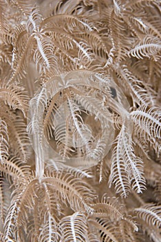 Feathery xenid (Anthelia glauca), detail. photo