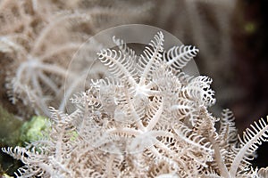 Feathery xenid (authelia glauca) in the Red Sea.