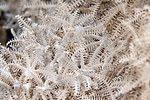 Feathery xenid (authelia glauca) in the Red Sea.