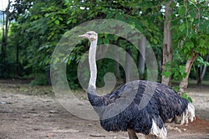 Feature-Africa ostrich-Struthio camelus