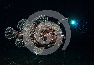 Feature is its bioluminescent lure, extending from its head,