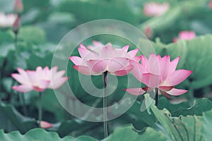 Feature of pink lotus