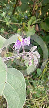 The feature of sunst glaring on the flower