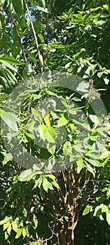 The feature of sunst glaring on the tree