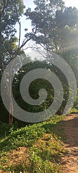 The feature of sunst glaring on the treee