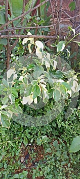 The feature of sunst glaring on the treee