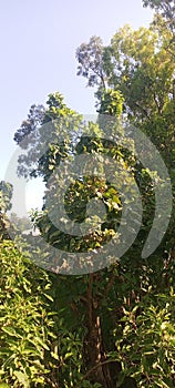 The feature of sunst glaring on the treee