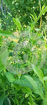 The feature of sunst glaring on the treee