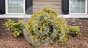 Featured Fire Chief Arborvitae with companion Nandina plants