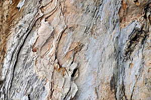 Featured texture of Banian tree trunk surface photo