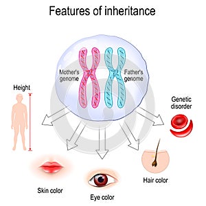 Features of inheritance. chromosome theory of inheritance