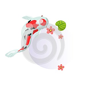 Features of Sanke Carp Koi, traditional sacred Japanese fish, element for creating your own infographic design with