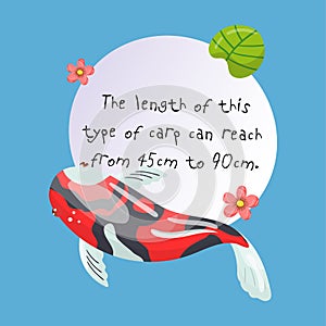 Features of Shova Carp Koi, traditional sacred Japanese fish, element for creating your own infographic design with photo